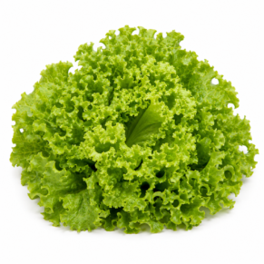 Chêne verte