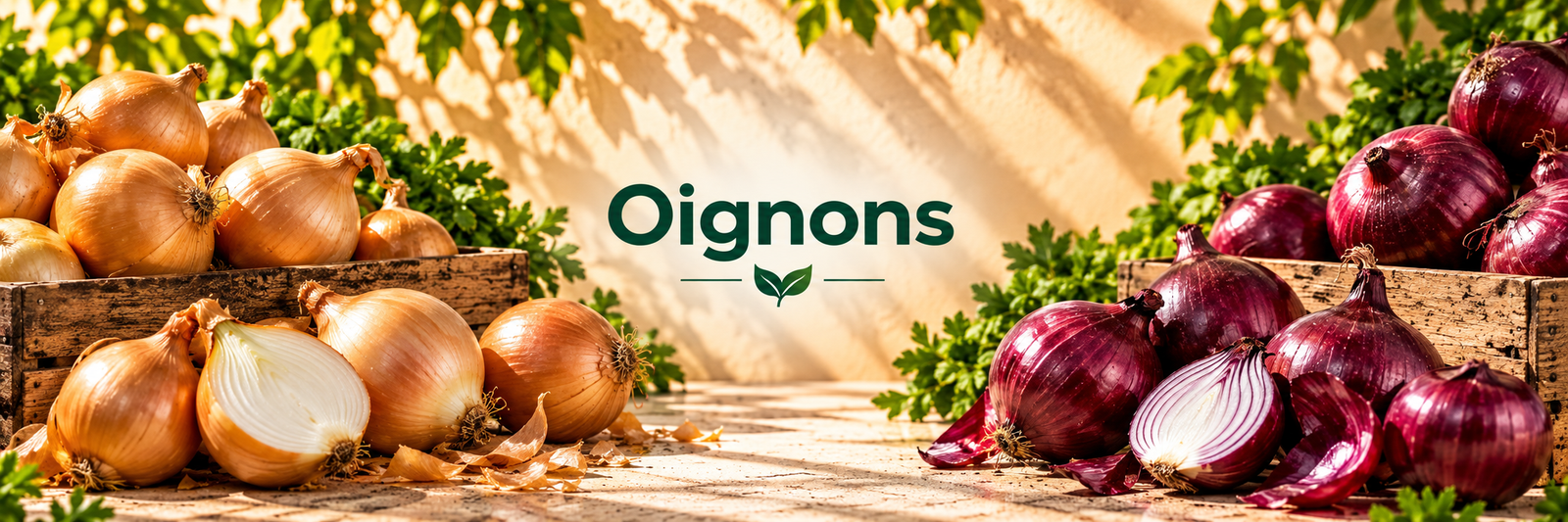 Oignons